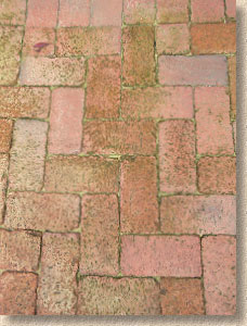 algae on clays