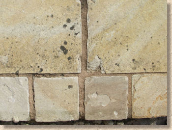 lichen on setts