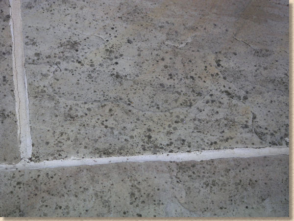 sycamore stains on paving sycamore stains on paving