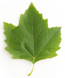 sycamore leaf sycamore leaf