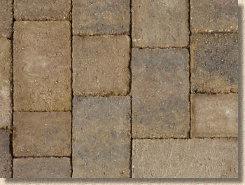 marshalls tegula